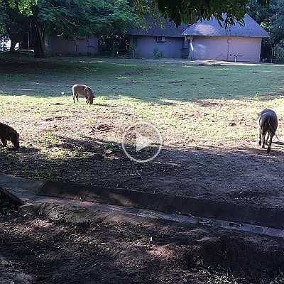 IMG_5431 Wart Hogs outside our room