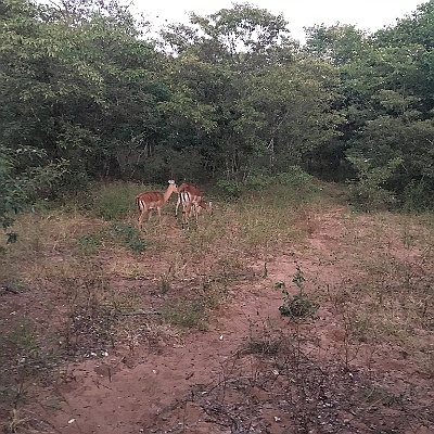 IMG_5434 Morning Game drive