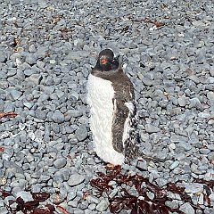 IMG_9720 Moulting penguin