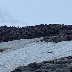 IMG_0287 A long way to climb, or wadle, for a penguin