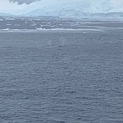 IMG_9971 Humpback whales