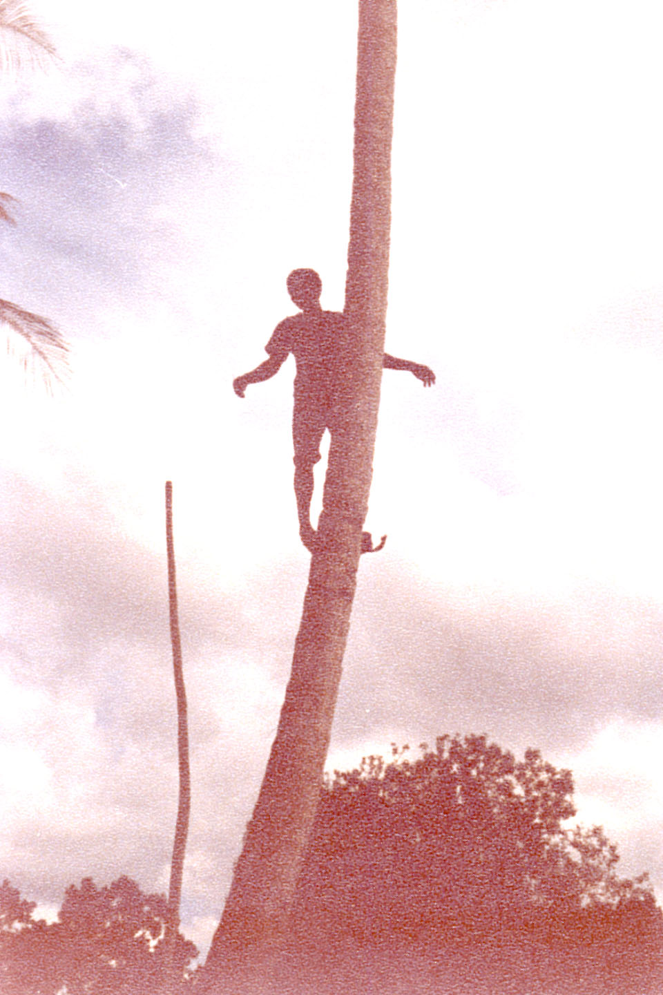 17.jpg, Harvesting
coconuts