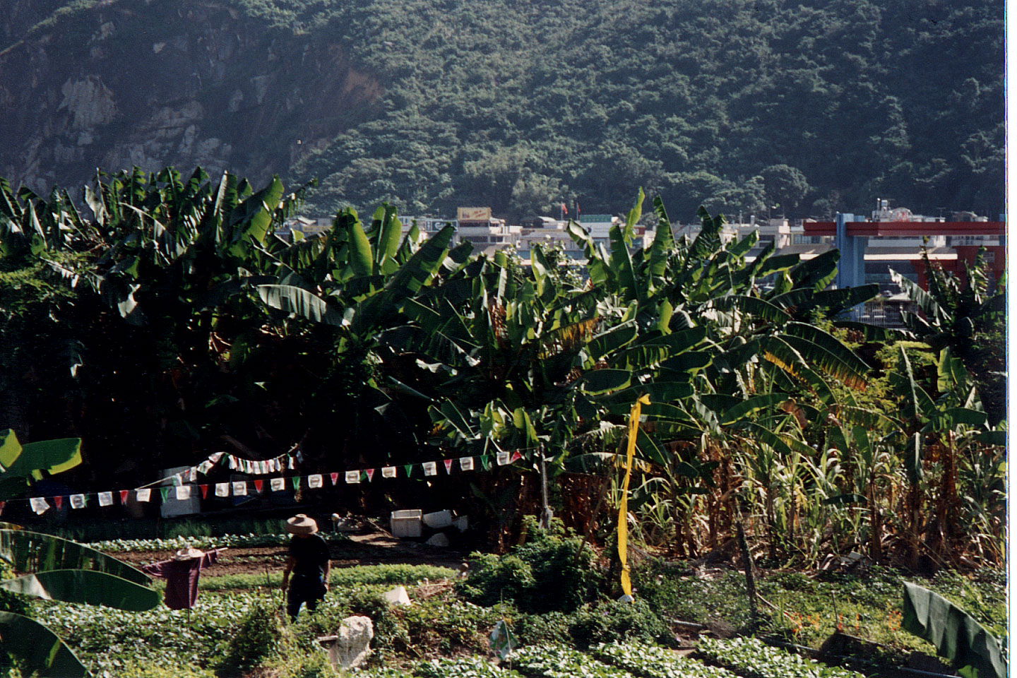 025.jpg, Lamma