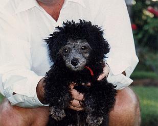 198909-01 Our first dog - Winnie the Poodle