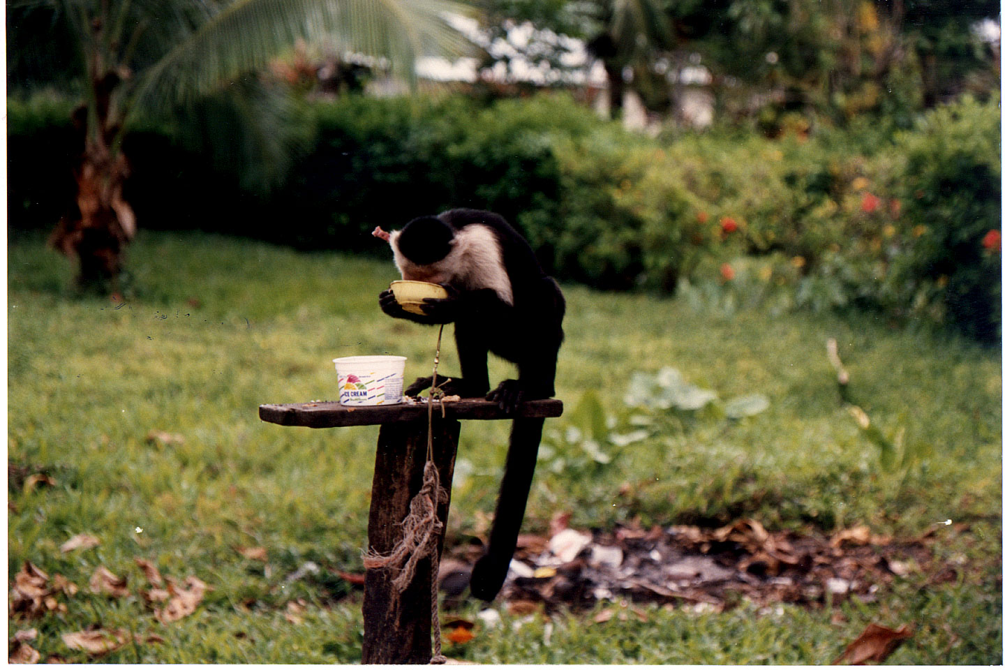 147.jpg, Lunch, near Limon
Costa Rica