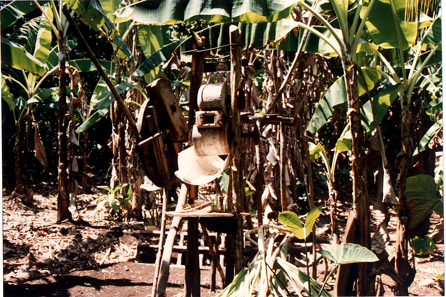 176.jpg, Bing's
Little Corn Island