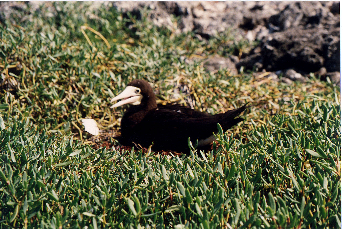 185.jpg, Cocorocuma Island
Honduras