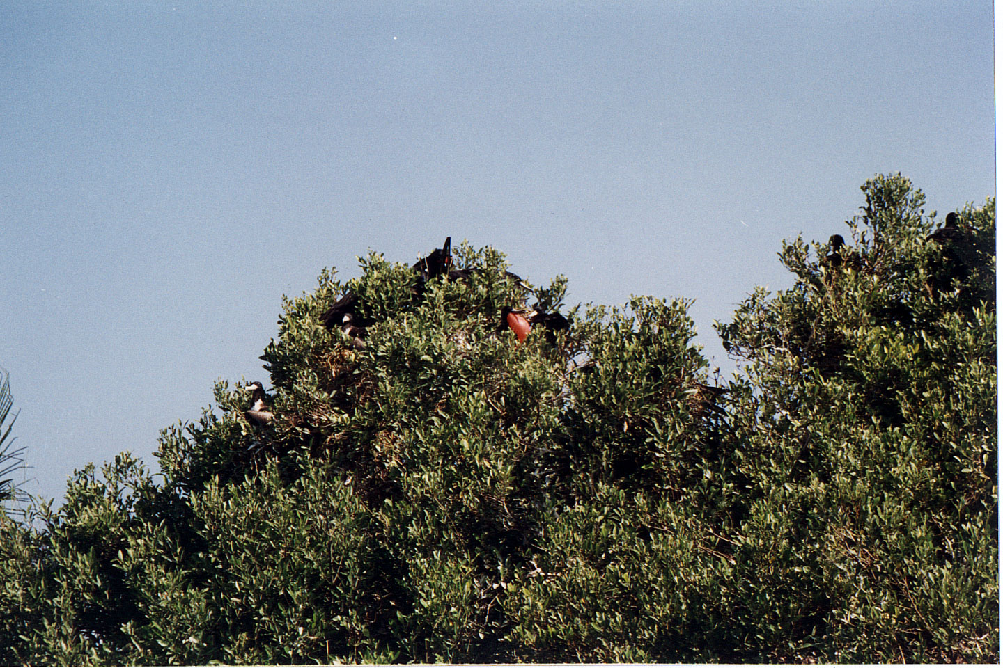 186.jpg, Cocorocuma Island
Honduras