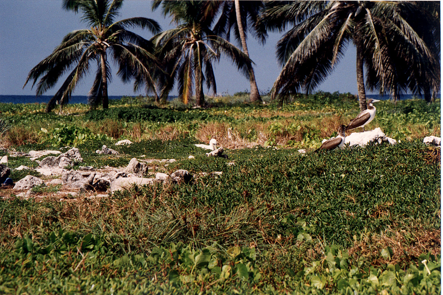 191.jpg, Cocorocuma Island
Honduras