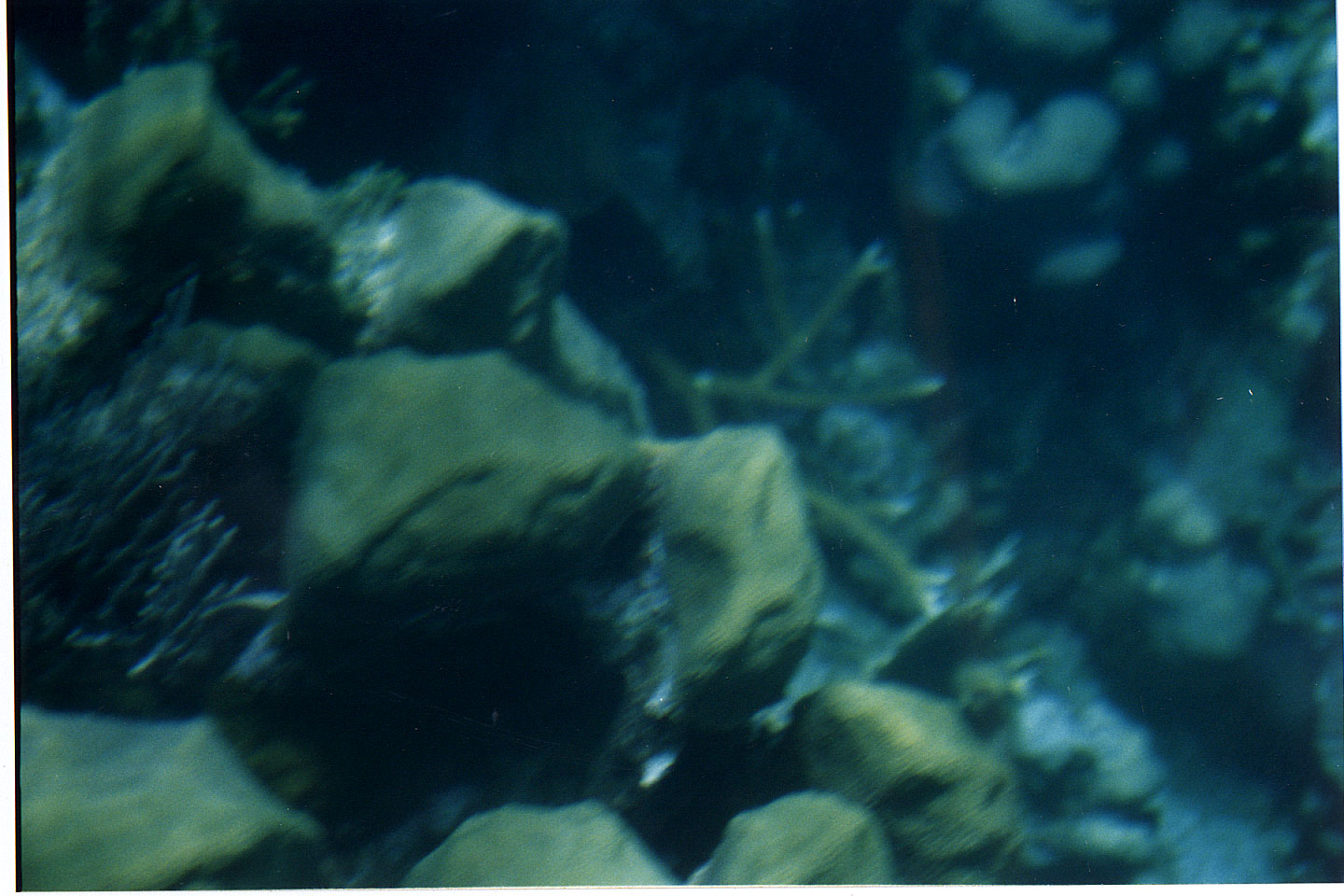 200.jpg, from glass-bottom boat
Honduras