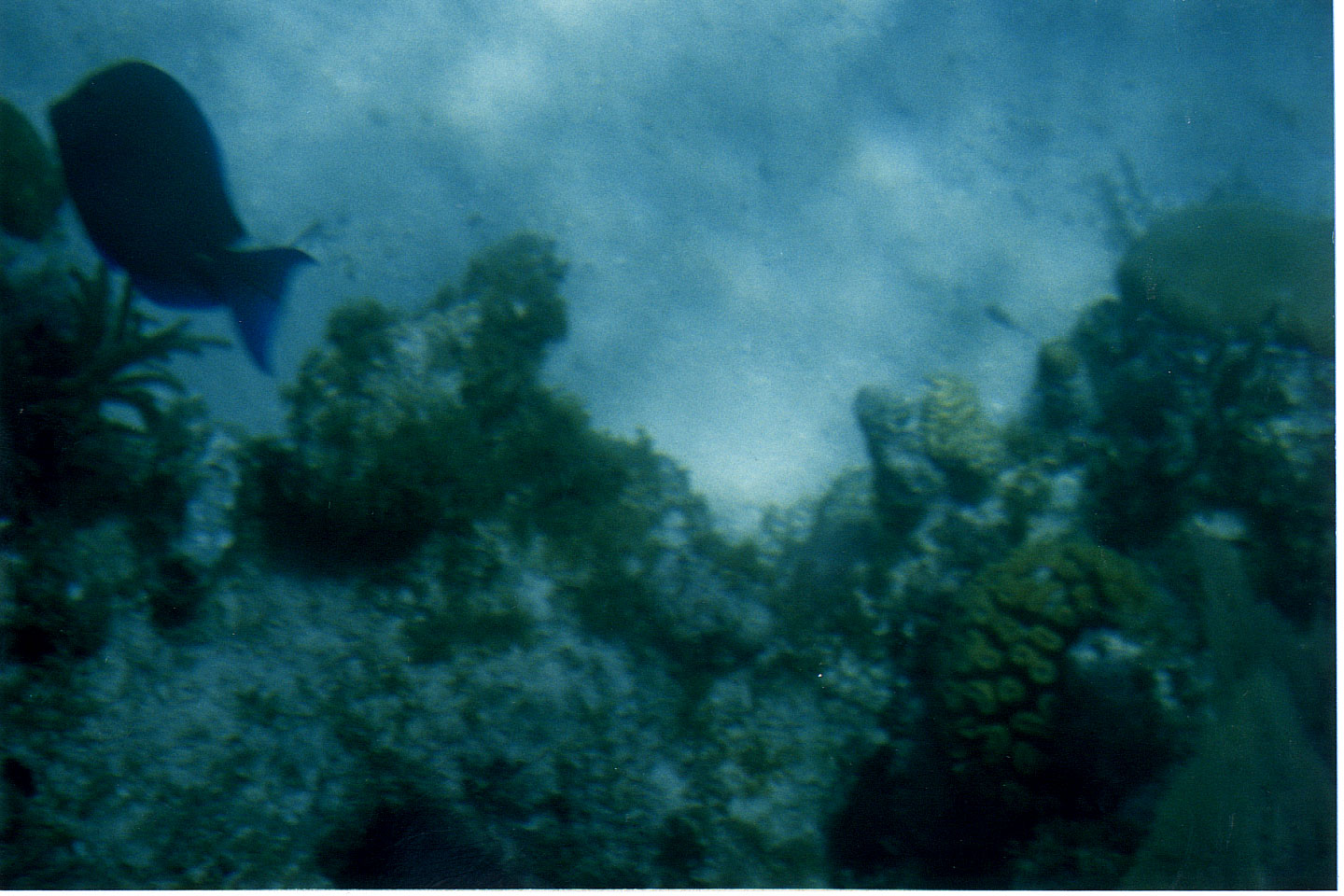 203.jpg, from glass-bottom boat
Honduras