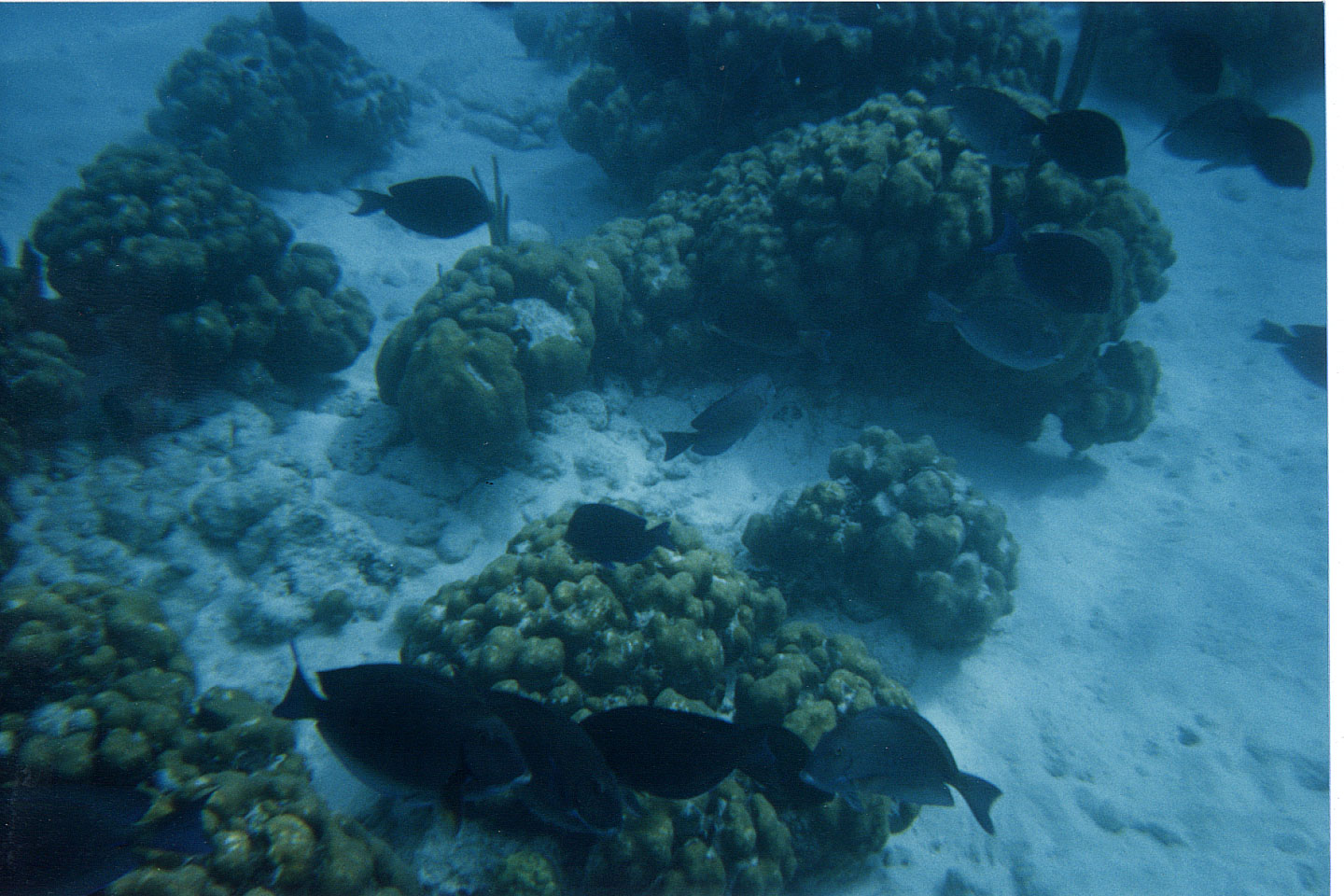 204.jpg, snorkelling
Honduras