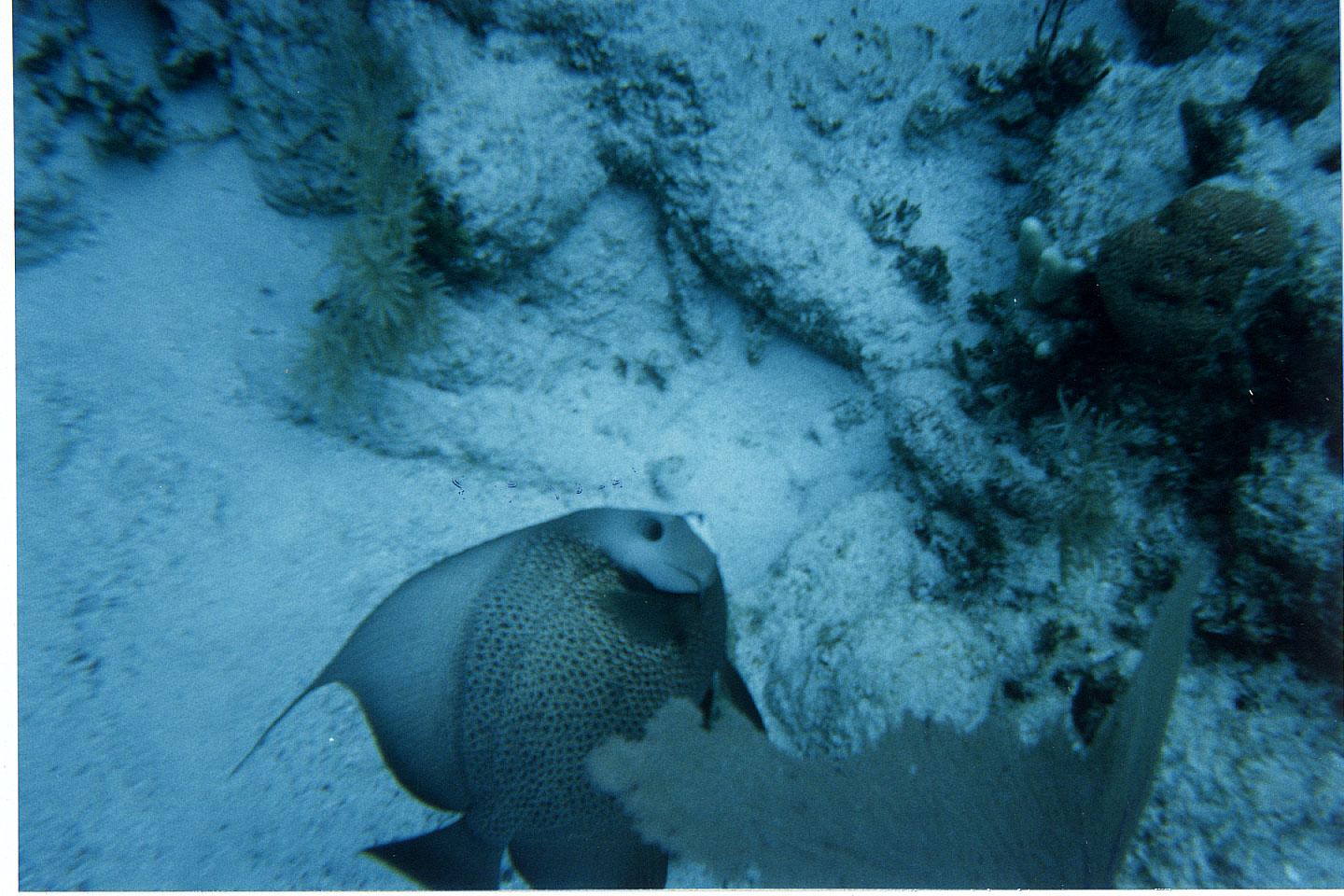 207.jpg, Parrotfish