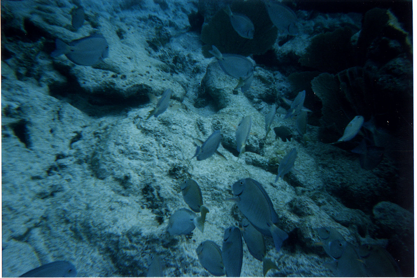 211.jpg, snorkelling
Honduras