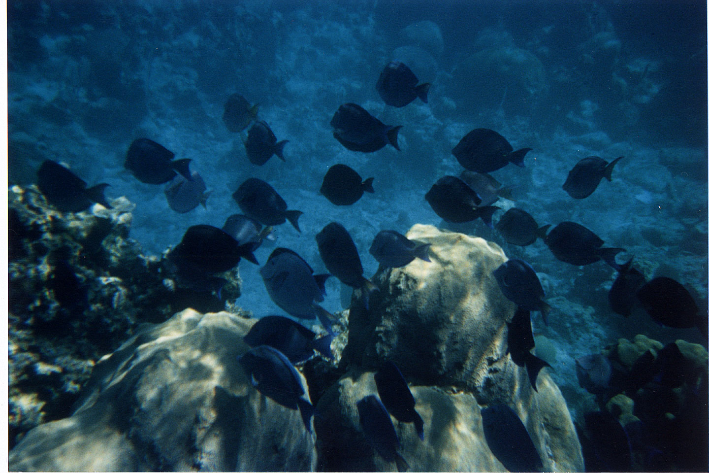 223.jpg, snorkelling
Honduras