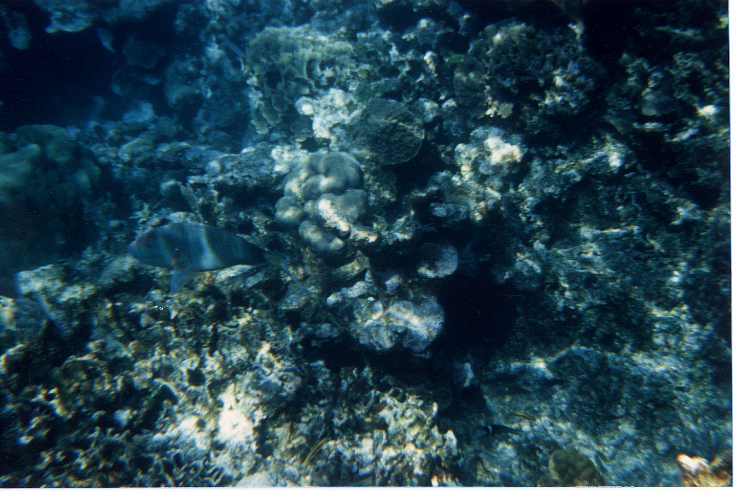 225.jpg, Parrotfish