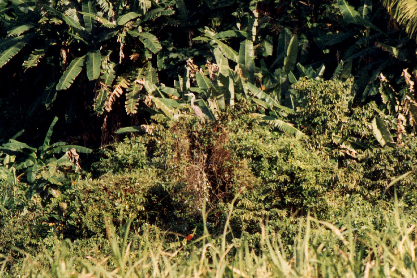 232.jpg, Rio Tinto River
Honduras