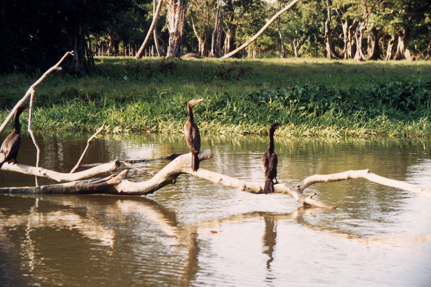 234.jpg, Rio Tinto River
Honduras