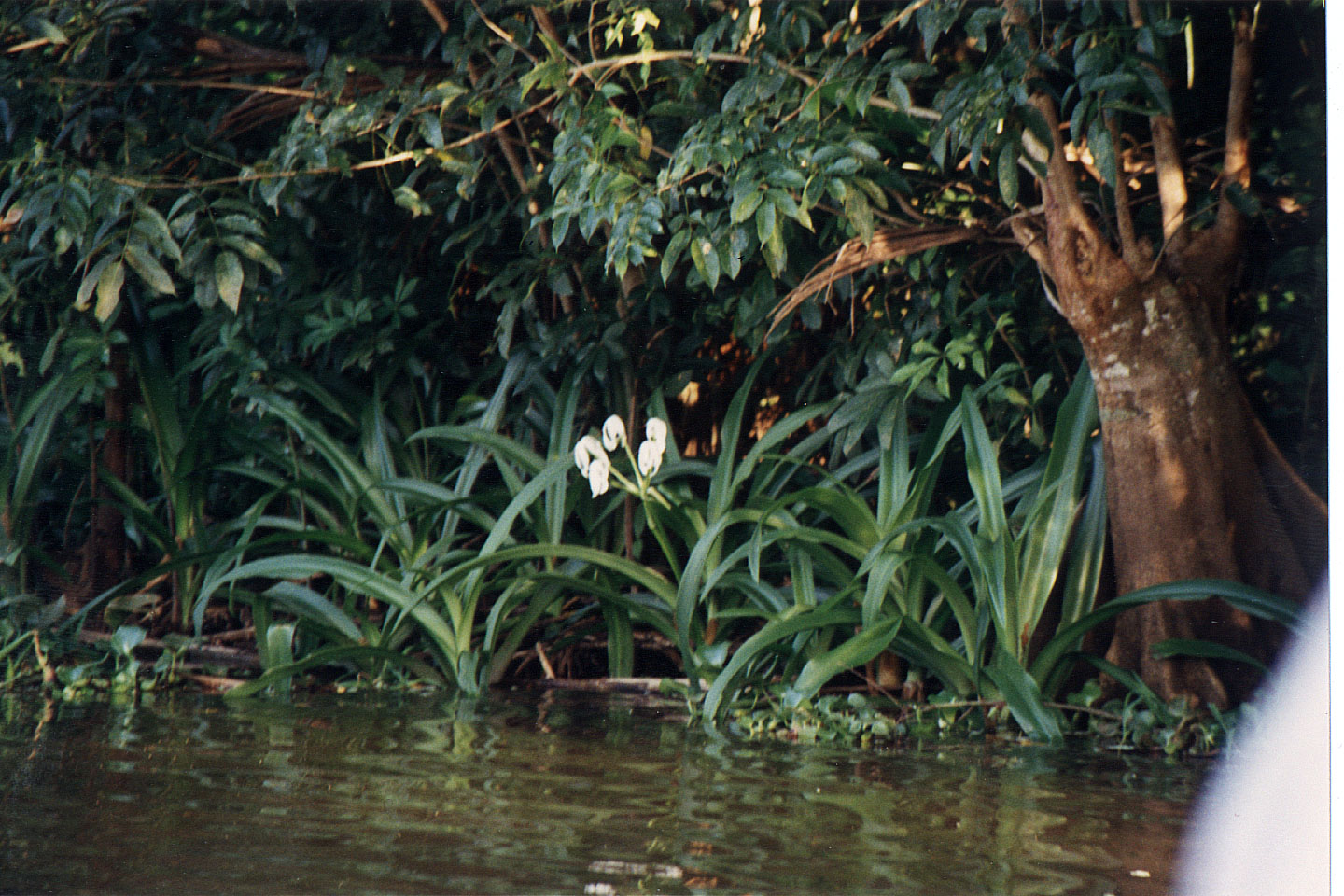 238.jpg, Rio Tinto River
Honduras