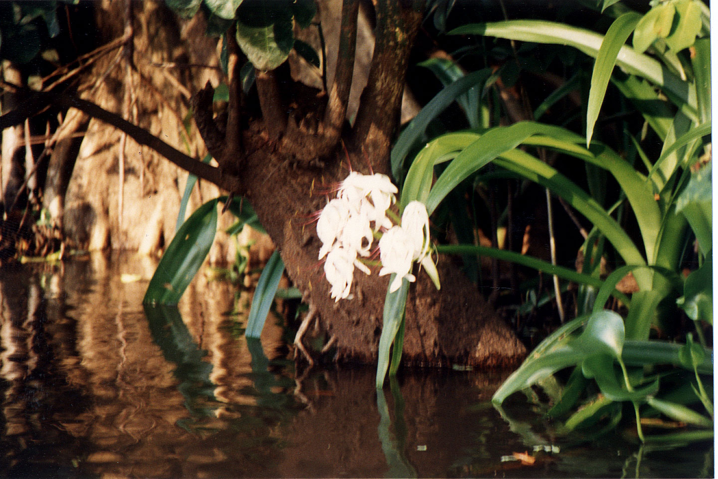 239.jpg, Rio Tinto River
Honduras