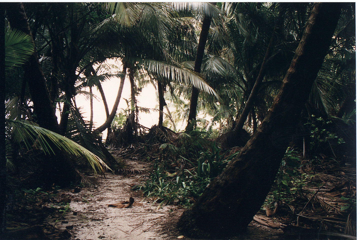 262.jpg, Halk Moon Cay
Belize