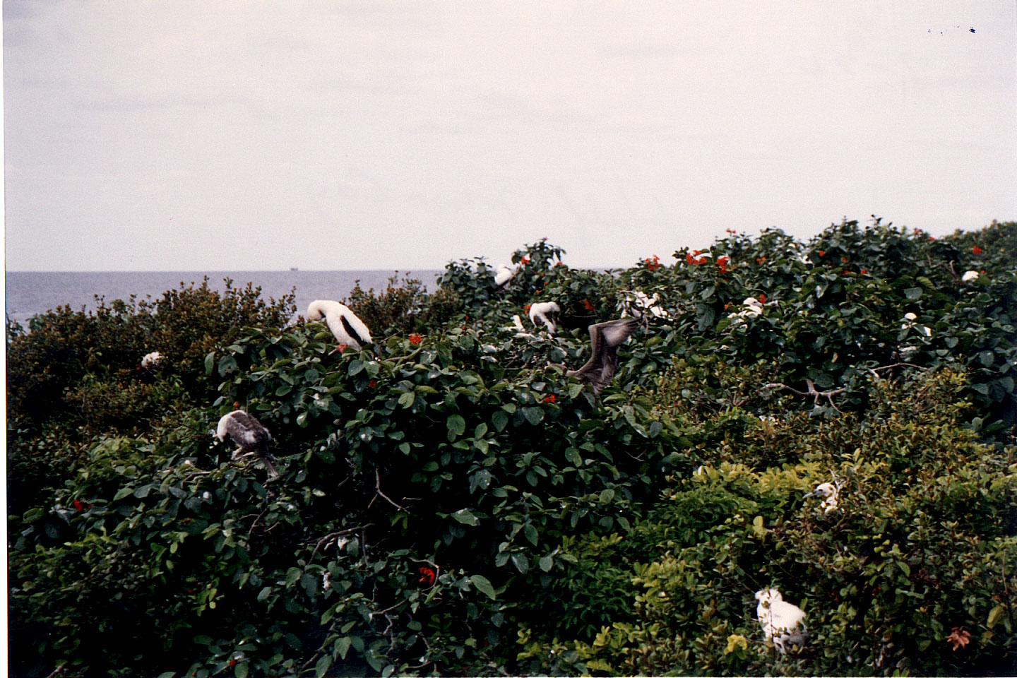 264.jpg, Halk Moon Cay
Belize