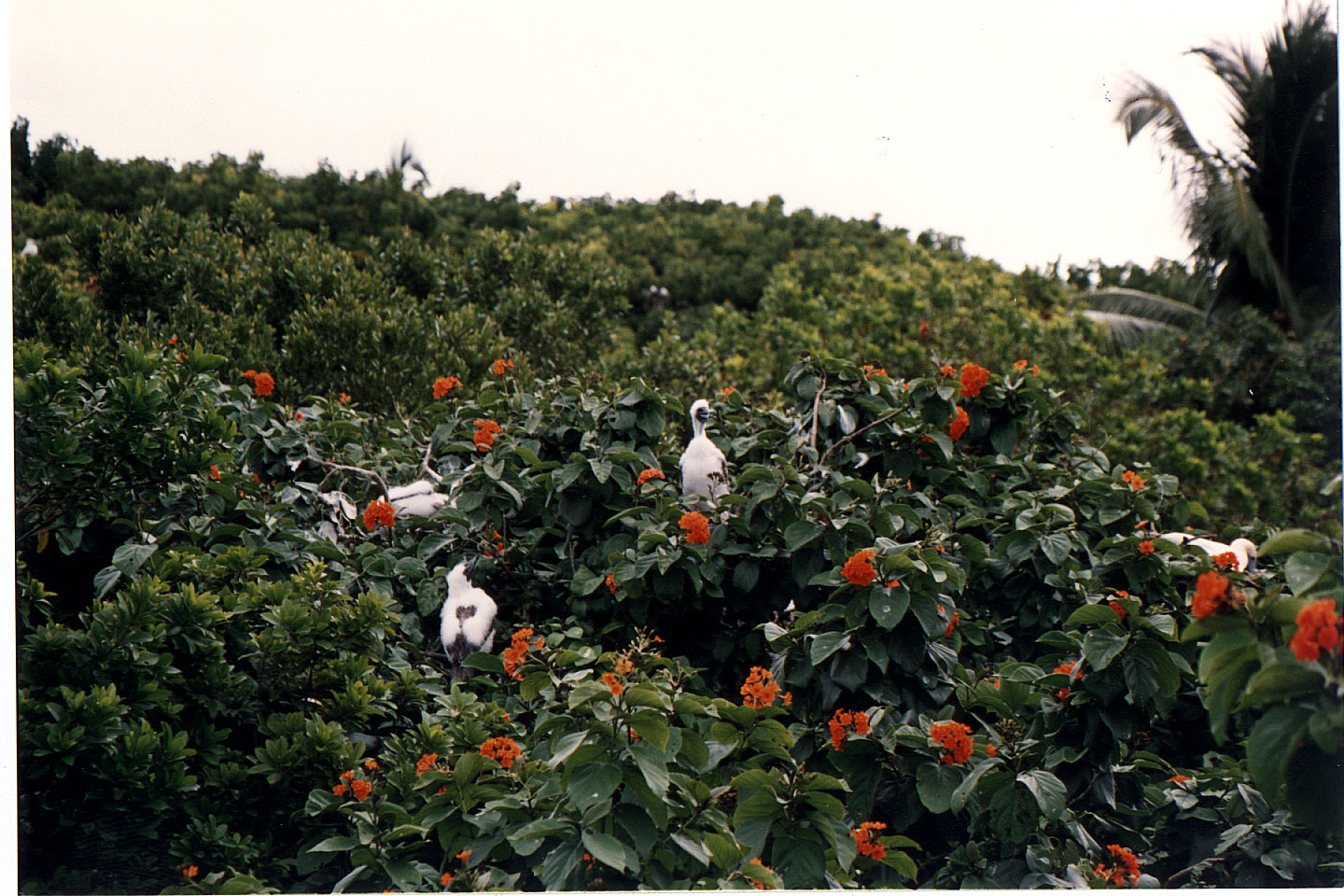 265.jpg, Halk Moon Cay
Belize