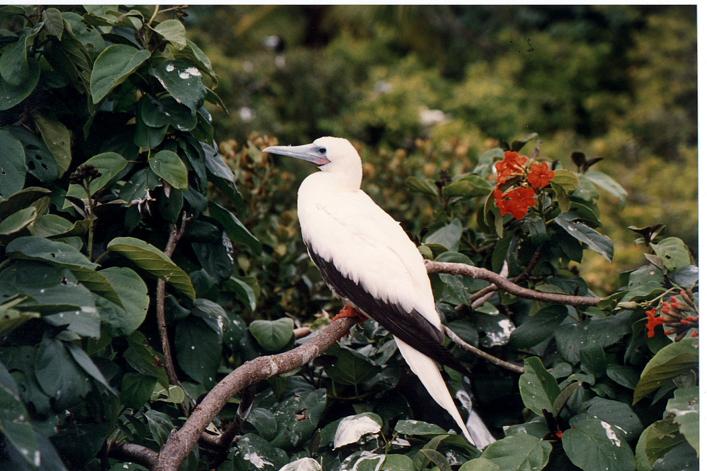 266.jpg, Halk Moon Cay
Belize