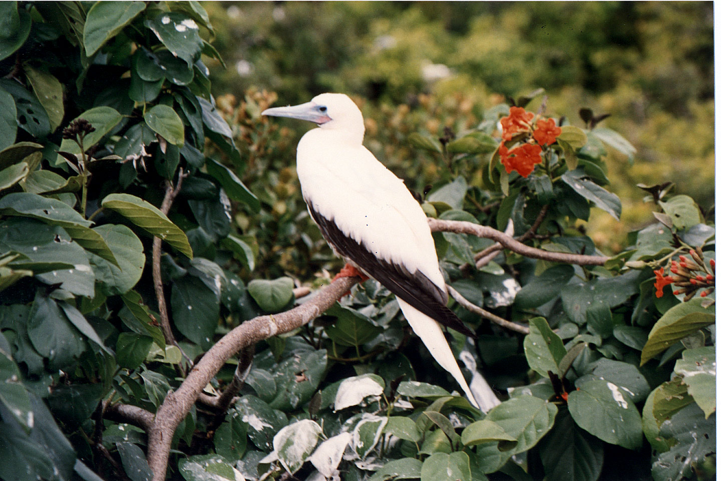 267.jpg, Halk Moon Cay
Belize