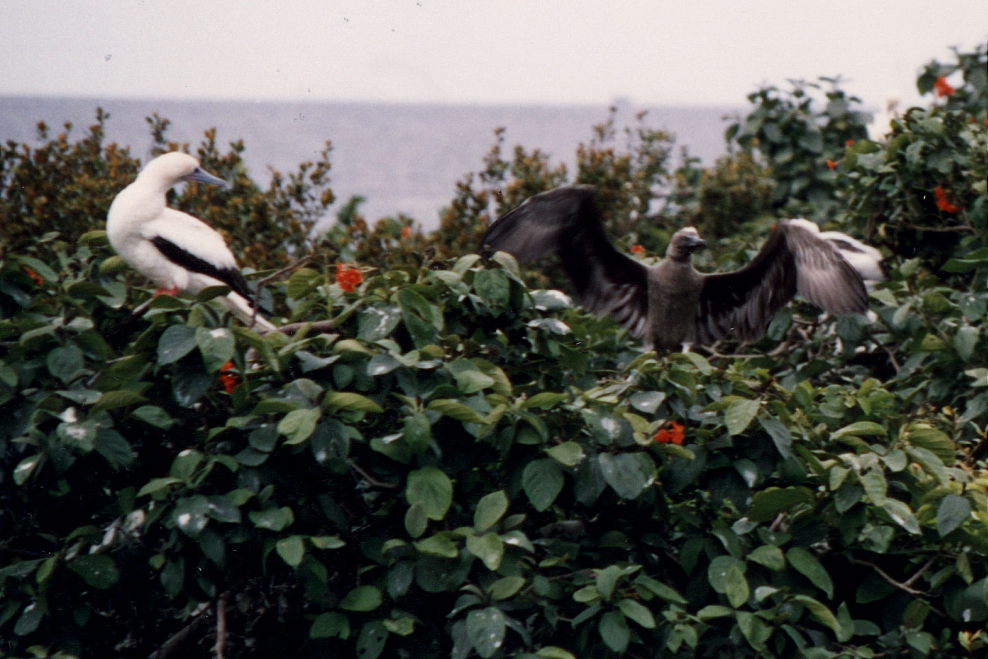 271.jpg, Halk Moon Cay
Belize