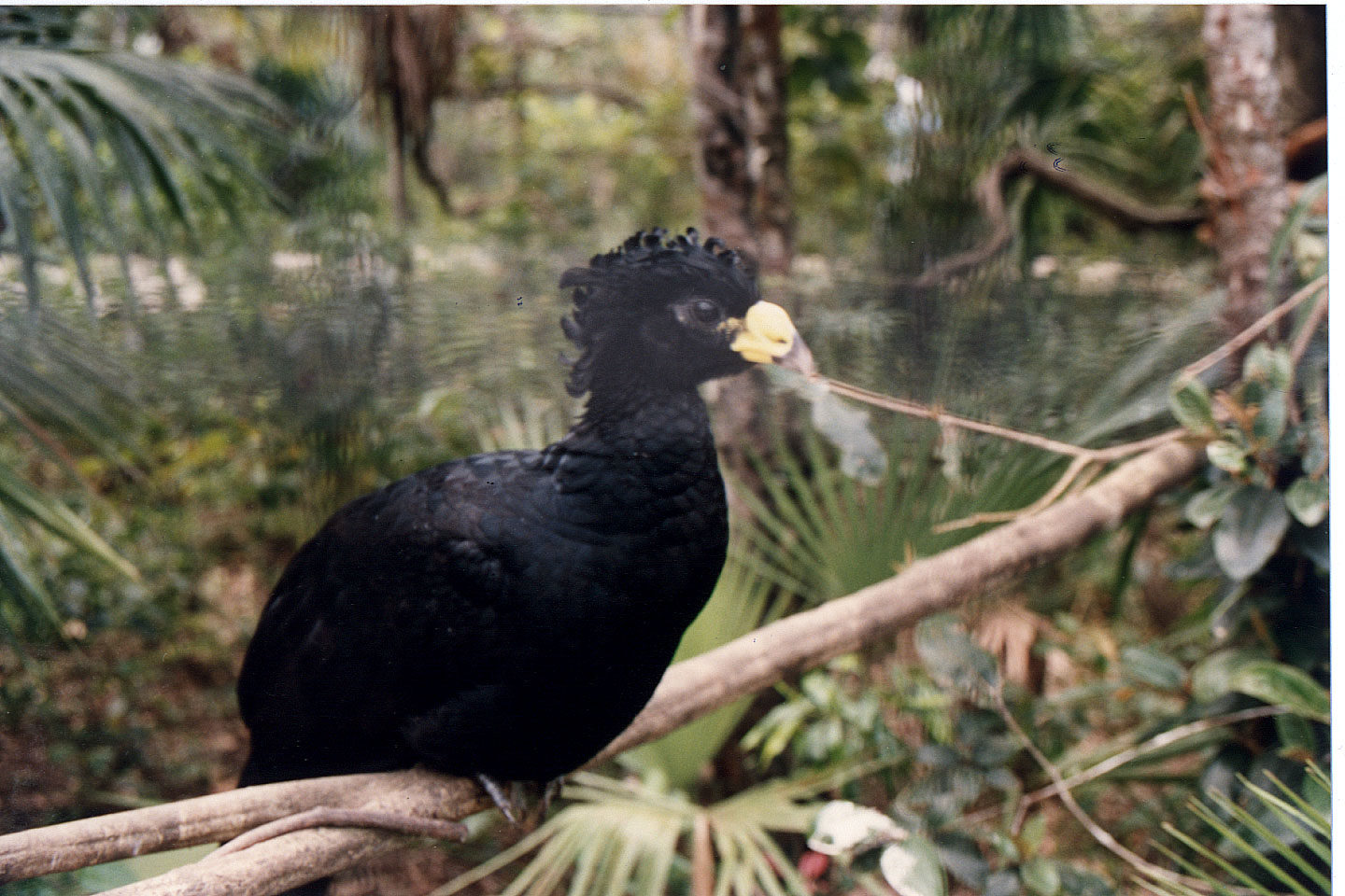 274.jpg, Belize Zoo