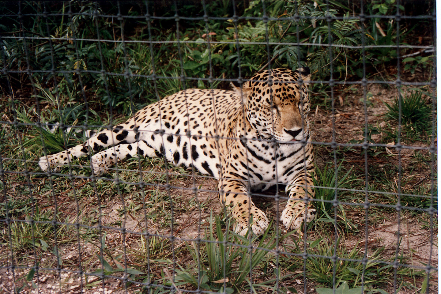 275.jpg, Jaguar
Belize Zoo