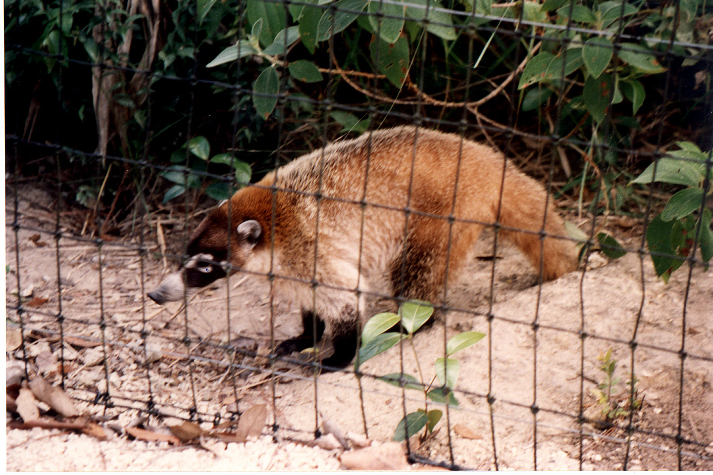 276.jpg, Belize Zoo