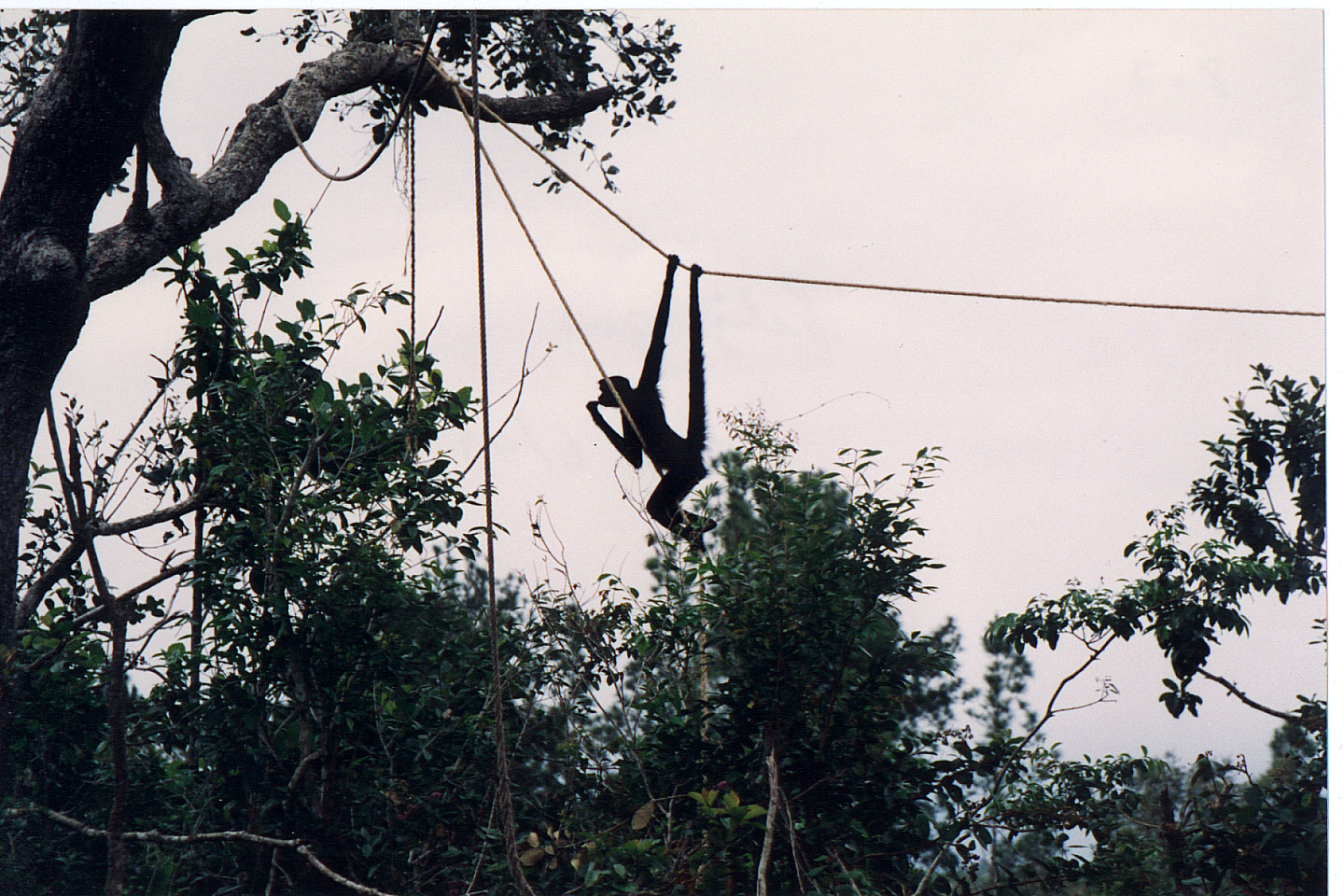 278.jpg, Belize Zoo