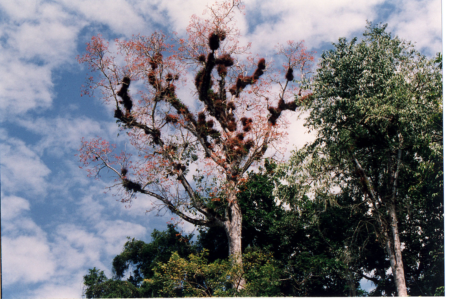 293.jpg, Tikal
Guatemala