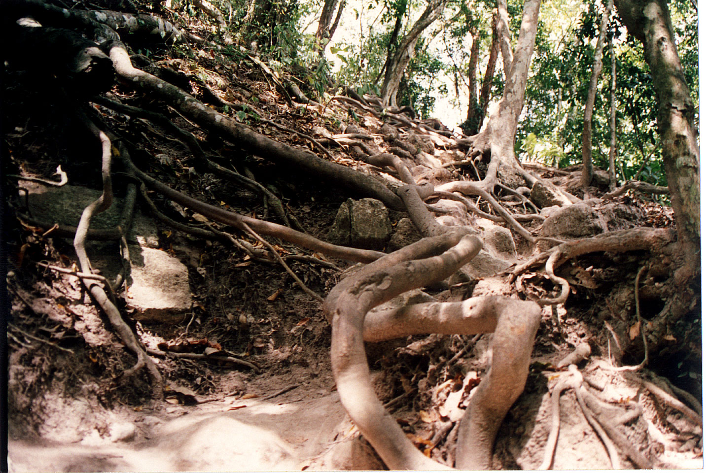 321.jpg, Temple #4
Tikal