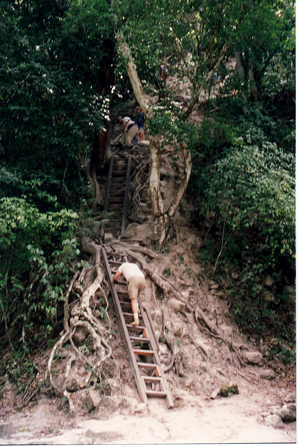 331.jpg, Temple #4
Tikal