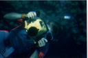 _201.jpg, from glass-bottom boat
Honduras