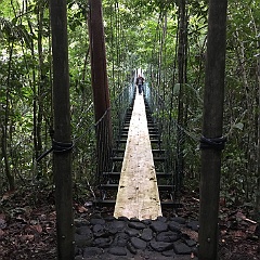 201712-0130 Suspension bridge in forest