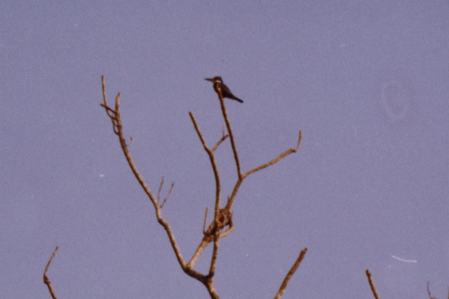 056.jpg, Kingfisher