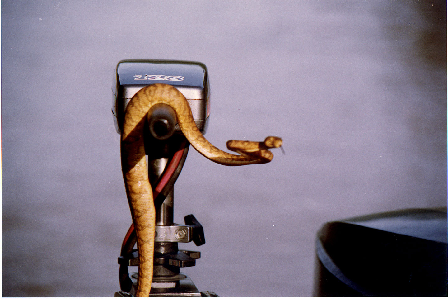 059.jpg, Garden Boa
hitchhiking