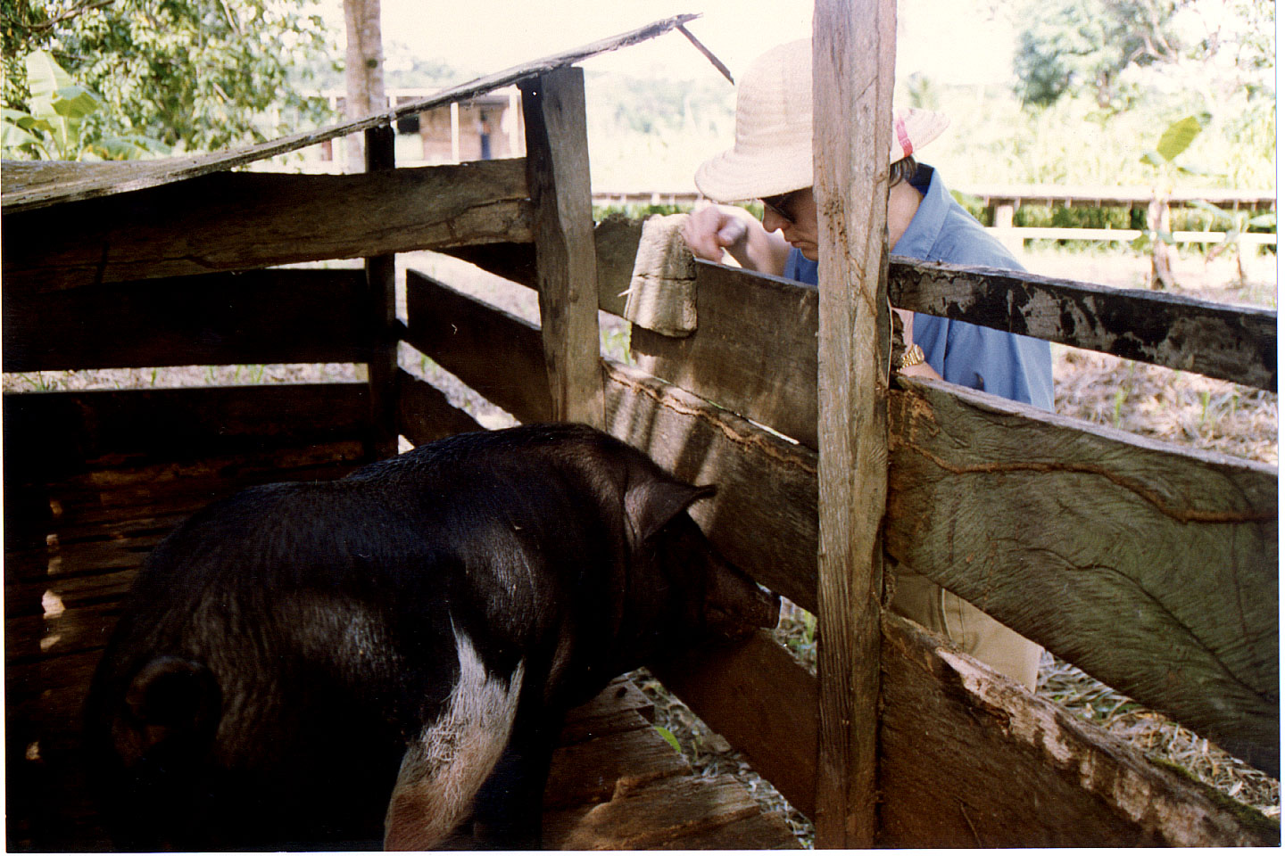 073.jpg, The Captain's pig