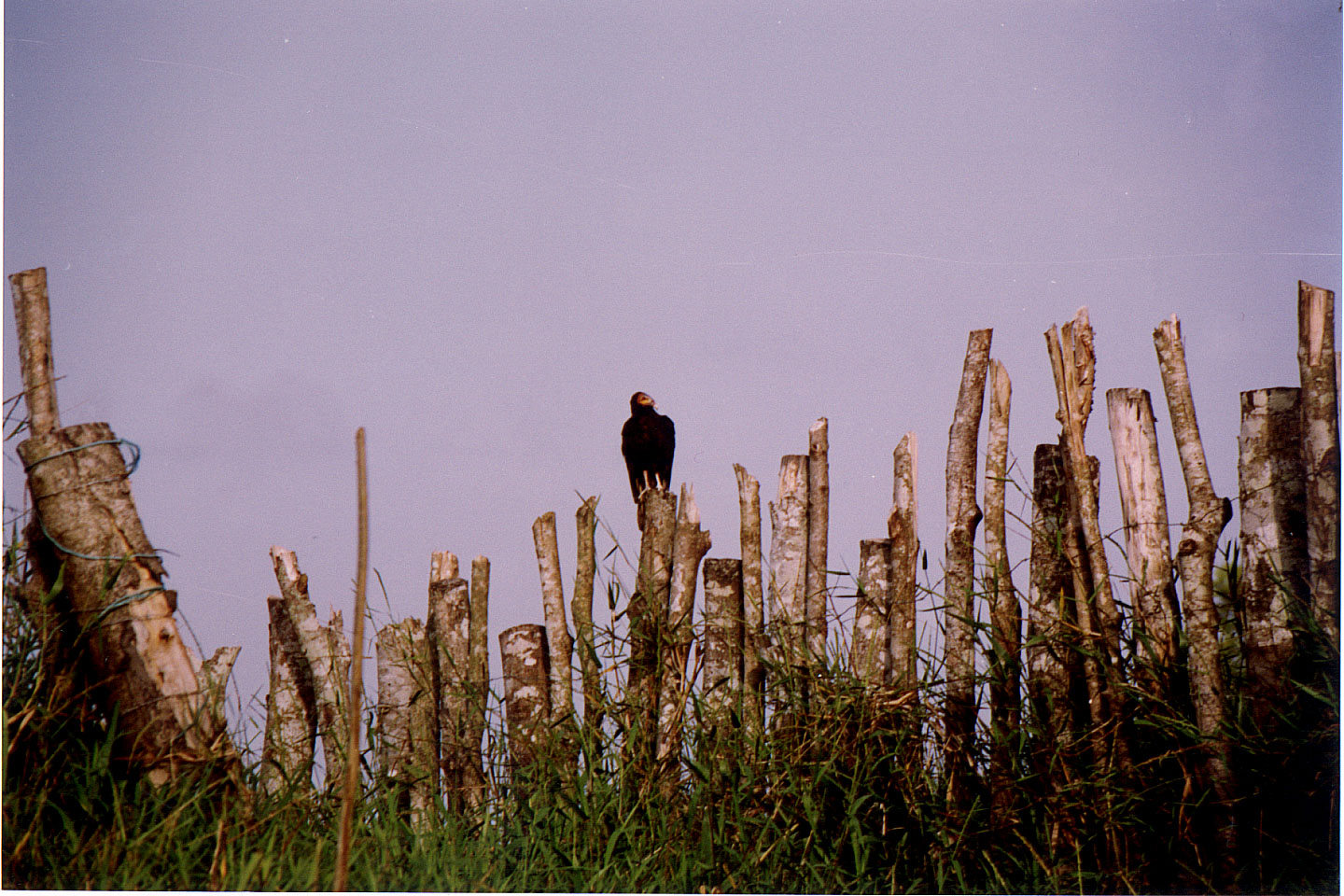 089.jpg, Vulture