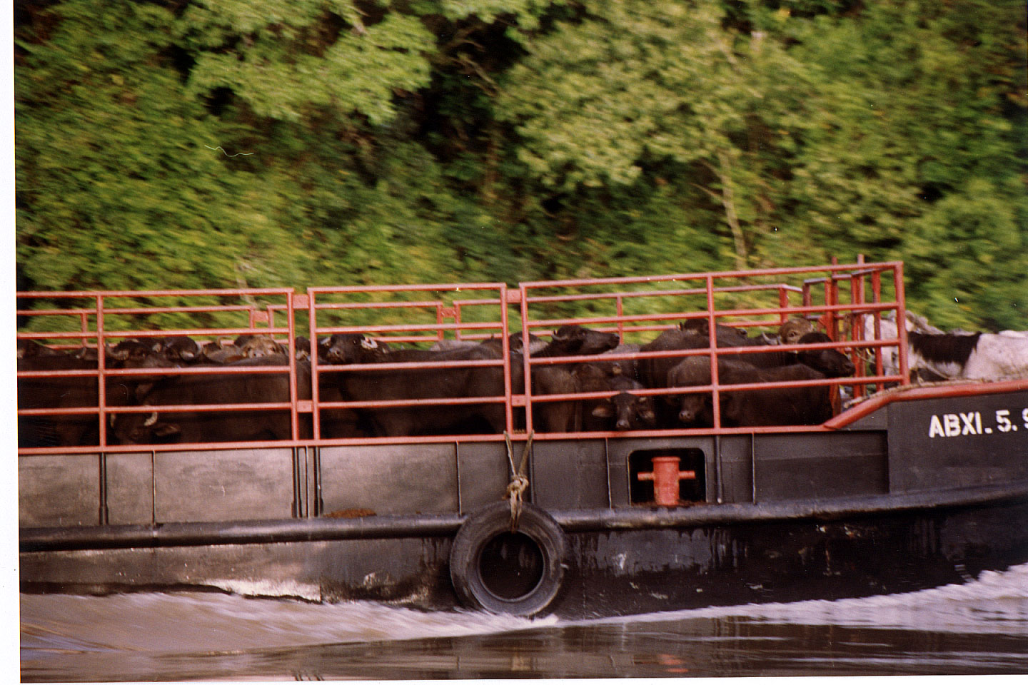 090.jpg, Water buffalo