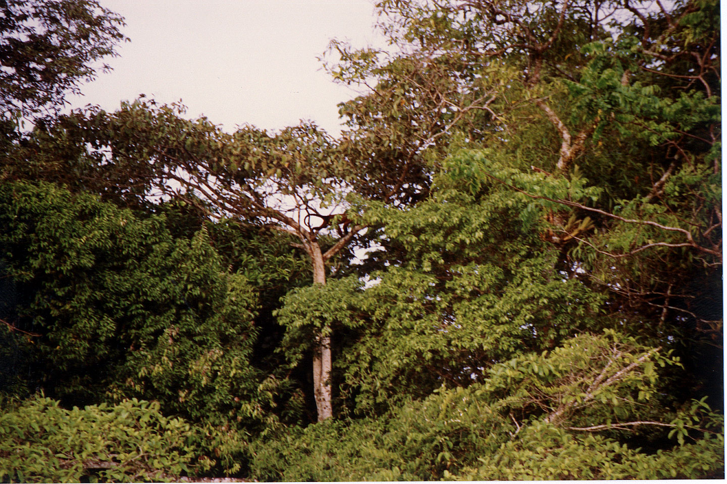 092.jpg, Howler monkey