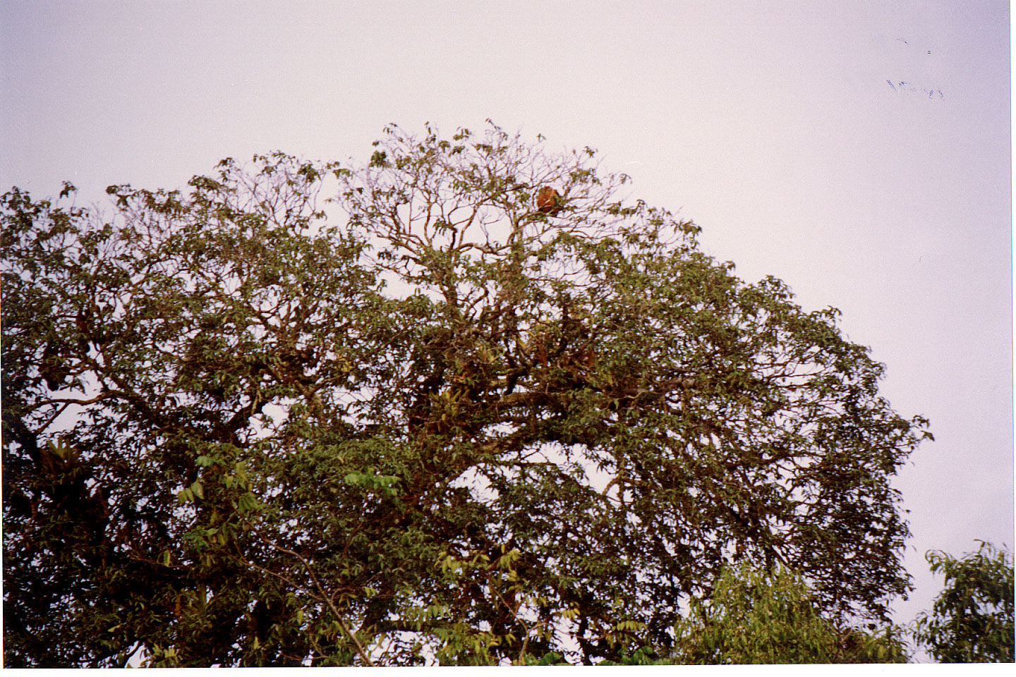 093.jpg, Howler monkey