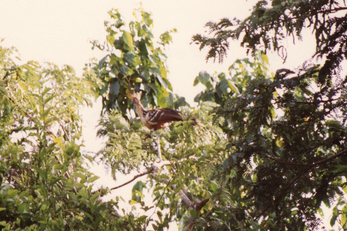 096.jpg, Hoatzin