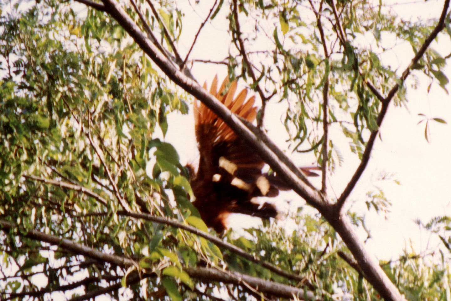 097.jpg, Hoatzin