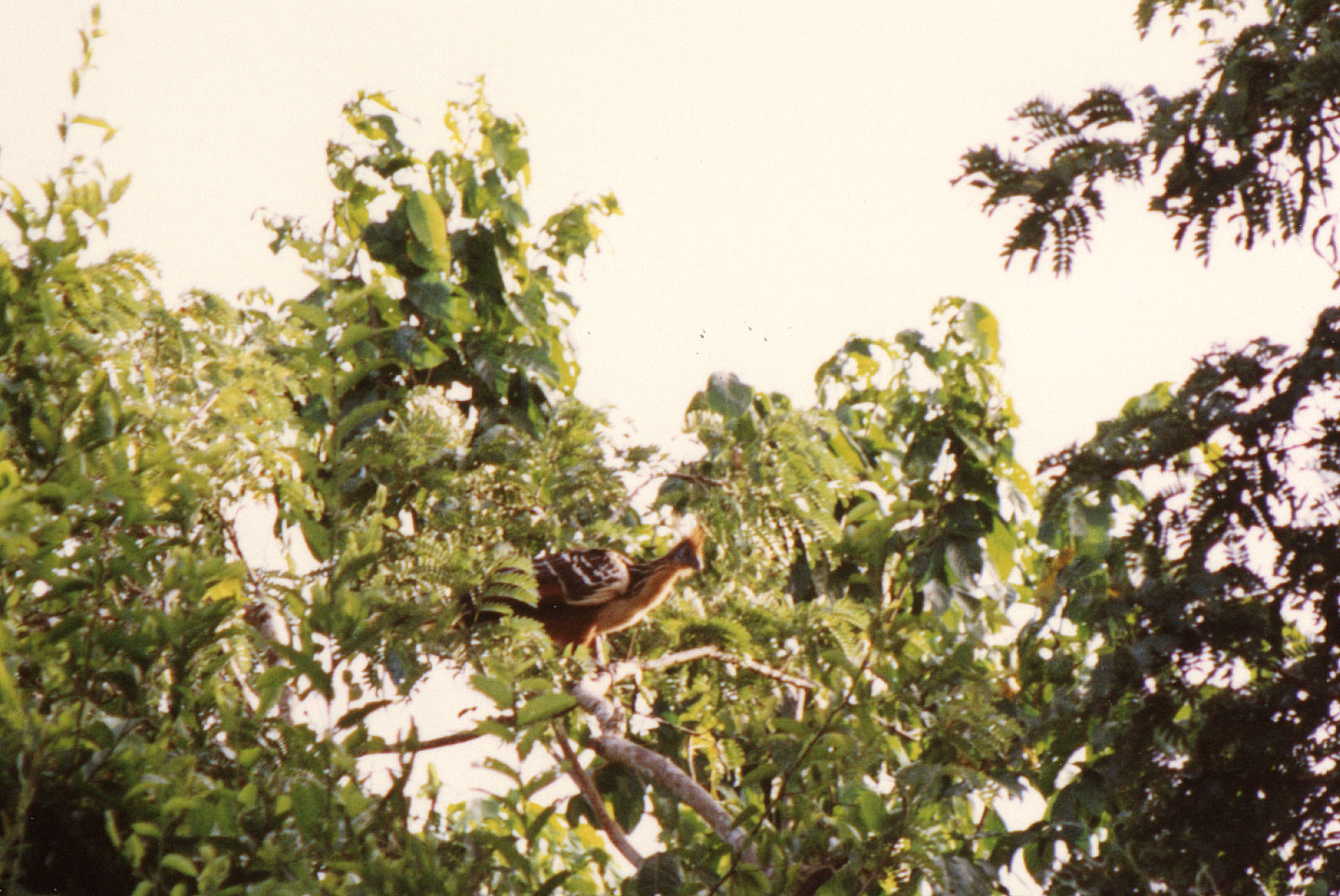 098.jpg, Hoatzin