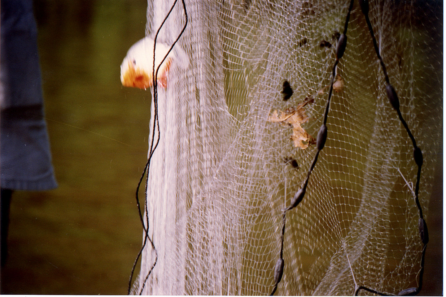 103.jpg, Red Pirhana
Orinoco River